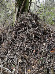 Neotoma fuscipes annectens