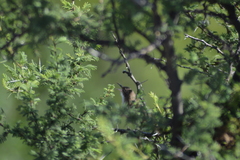 Tarphonomus certhioides