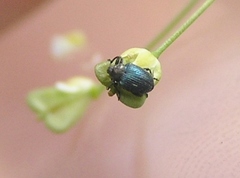 Ceutorhynchus erysimi