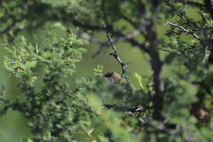 Tarphonomus certhioides