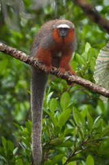 Red-Crowned Titi photo 2
