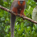 White-tailed Titi - Photo (c) Stephen Davies, some rights reserved (CC BY)
