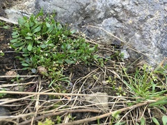 Hornungia procumbens