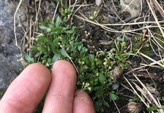 Hornungia procumbens