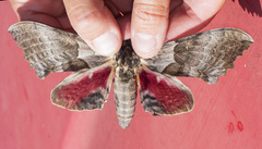 Pachysphinx occidentalis