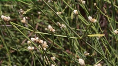 Alternanthera filifolia