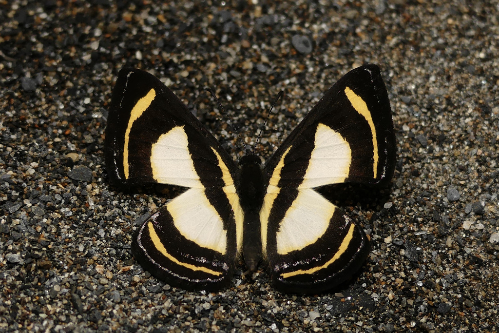 Baeotis elegantula