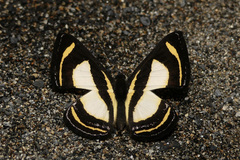 Baeotis elegantula