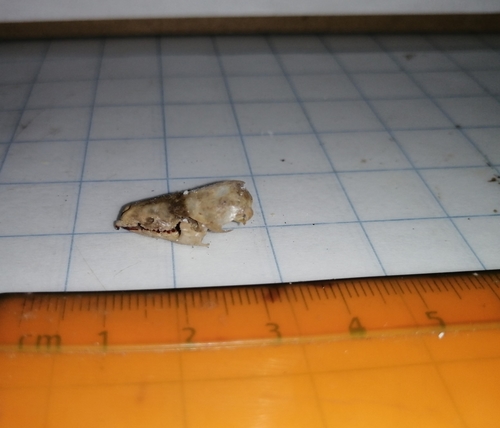 Yucatan Small-eared Shrew