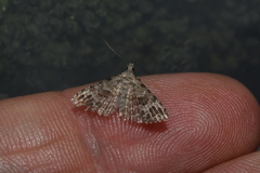 Alucita adriendenisi