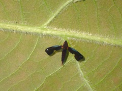 Mileewa