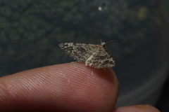 Alucita adriendenisi