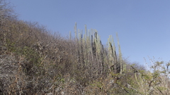 Pachycereus