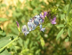 Medicago sativa