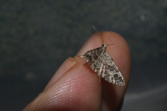 Alucita adriendenisi