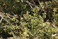 Galium stellatum eremicum