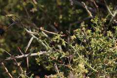 Galium stellatum eremicum