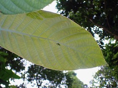 Mileewa