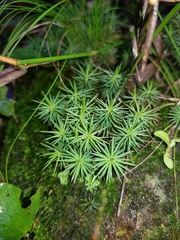Dawsonia