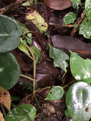 Peperomia hernandiifolia