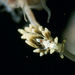 Cuthona genovae - Photo (c) Bernard Picton, algunos derechos reservados (CC BY), subido por Bernard Picton