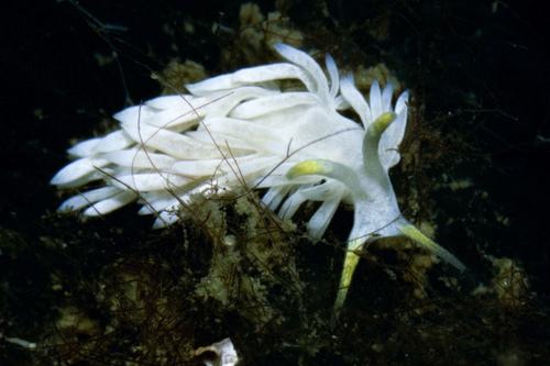 Dicata odhneri