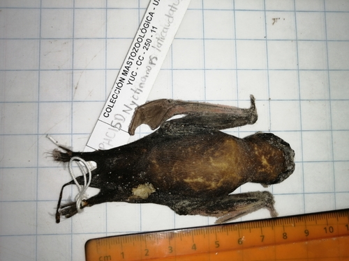 Broad-eared Free-tailed Bat (Nyctinomops laticaudatus)
