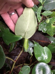 Peperomia hernandiifolia