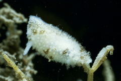 Atalodoris oblonga