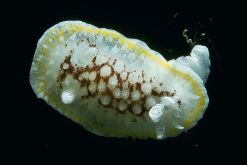 Diaphorodoris luteocincta