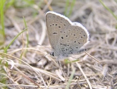 Icaricia saepiolus