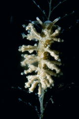 Capellinia doriae