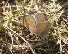 Icaricia saepiolus