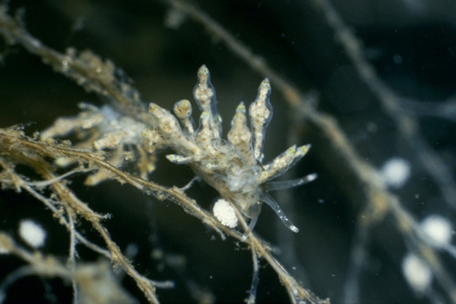 Nudibranchus scintillans