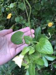 Thunbergia alata image