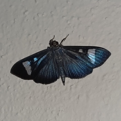 Erilusa leucoplagalis
