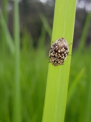 Ospidus chrysomeloides