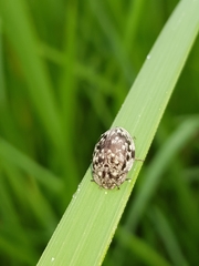 Ospidus chrysomeloides