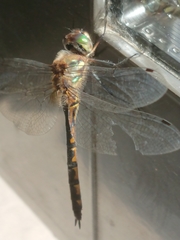 Hemicordulia armstrongi