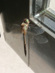 Hemicordulia armstrongi