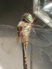 Hemicordulia armstrongi