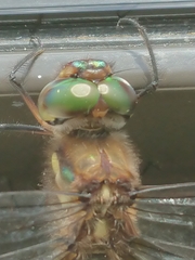 Hemicordulia armstrongi