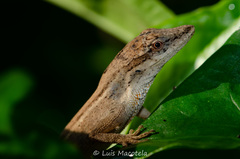 Anolis unilobatus