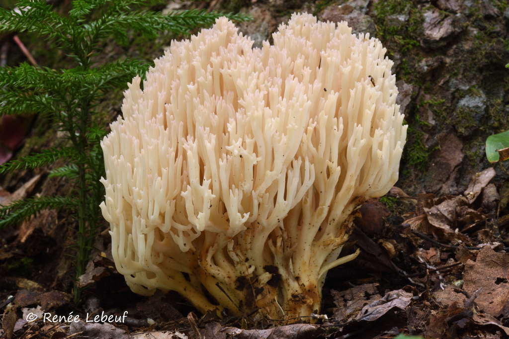 Clavaria arborea