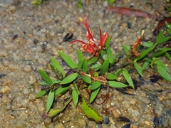 Grevillea juniperina