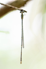 Labidiosticta vallisi