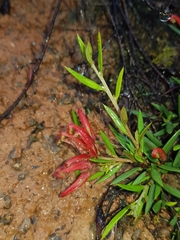 Grevillea juniperina