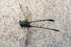 Hemigomphus comitatus