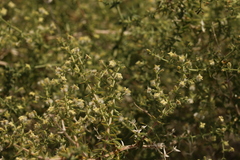 Galium stellatum eremicum