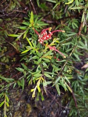 Grevillea juniperina